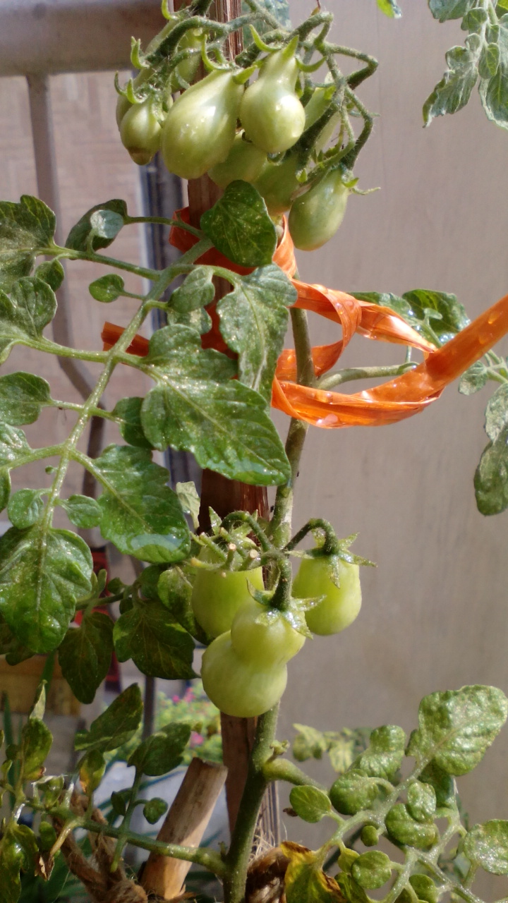 Grape Tomato Seeds groveflora